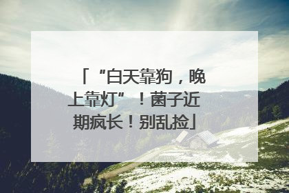 “白天靠狗，晚上靠灯”！菌子近期疯长！别乱捡