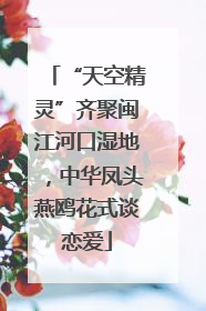“天空精灵”齐聚闽江河口湿地，中华凤头燕鸥花式谈恋爱