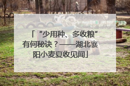 “少用种、多收粮”有何秘诀？——湖北襄阳小麦夏收见闻