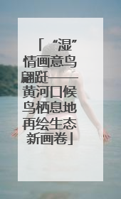 “湿”情画意鸟翩跹——黄河口候鸟栖息地再绘生态新画卷