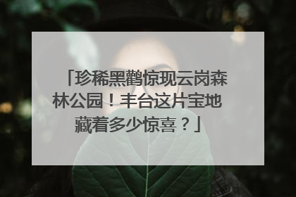 珍稀黑鹳惊现云岗森林公园！丰台这片宝地藏着多少惊喜？