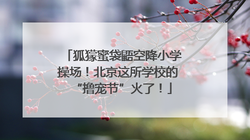 狐獴蜜袋鼯空降小学操场！北京这所学校的“撸宠节”火了！