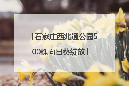 石家庄西兆通公园500株向日葵绽放