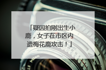 疑因拍刚出生小鹿，女子在市区内遭梅花鹿攻击！
