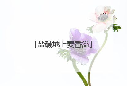 盐碱地上麦香溢