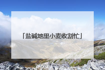 盐碱地里小麦收割忙