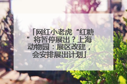 网红小老虎“红糖”将暂停展出？上海动物园：展区改建，会安排展出计划