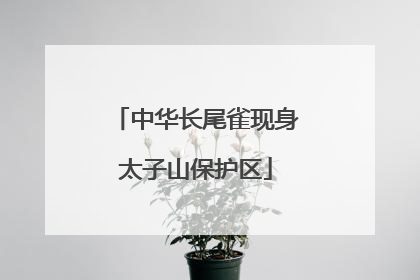 中华长尾雀现身太子山保护区