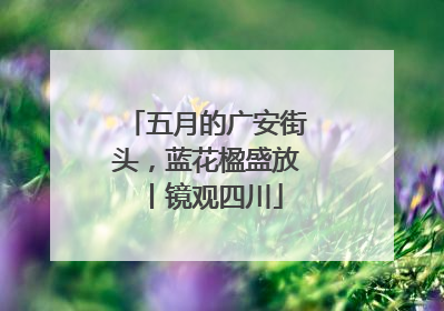 五月的广安街头，蓝花楹盛放丨镜观四川