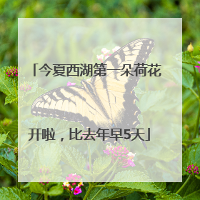 今夏西湖第一朵荷花开啦，比去年早5天