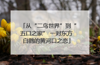 从“二鸟世界”到“五口之家” 一对东方白鹳的黄河口之恋