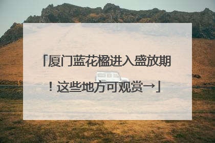 厦门蓝花楹进入盛放期！这些地方可观赏→