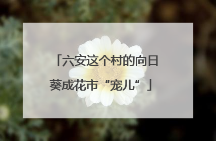 六安这个村的向日葵成花市“宠儿”