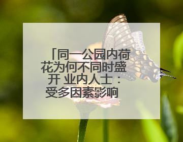 同一公园内荷花为何不同时盛开 业内人士：受多因素影响 属正常现象