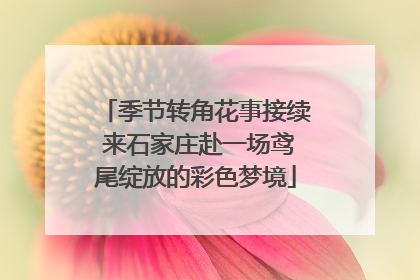 季节转角花事接续 来石家庄赴一场鸢尾绽放的彩色梦境