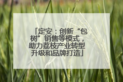 定安：创新“包树”销售等模式，助力荔枝产业转型升级和品牌打造