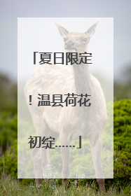 夏日限定！温县荷花初绽……