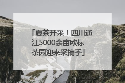 夏茶开采！四川通江5000余亩欧标茶园迎来采摘季