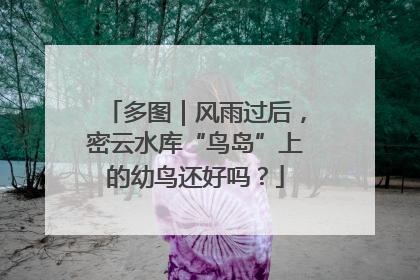 多图｜风雨过后，密云水库“鸟岛”上的幼鸟还好吗？