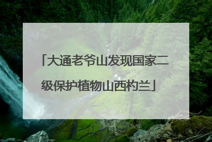 大通老爷山发现国家二级保护植物山西杓兰