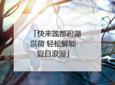 快来莲都碧湖赏荷 轻松解锁夏日浪漫
