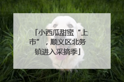 小西瓜甜蜜“上市”，顺义区北务镇进入采摘季