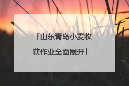 山东青岛小麦收获作业全面展开