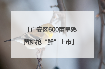 广安区600亩早熟黄桃抢“鲜”上市