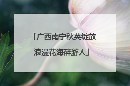 广西南宁秋英绽放 浪漫花海醉游人