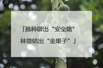 换种辟出“安全路” 林带结出“金果子”