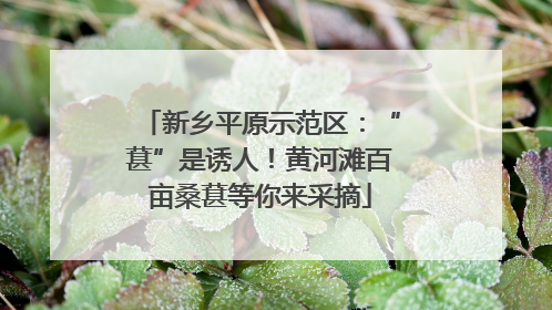 新乡平原示范区：“葚”是诱人！黄河滩百亩桑葚等你来采摘