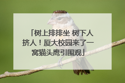 树上排排坐 树下人挤人！厦大校园来了一窝猫头鹰引围观