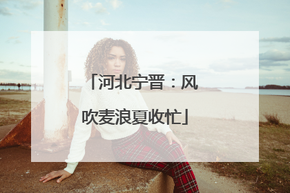 河北宁晋：风吹麦浪夏收忙