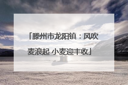 滕州市龙阳镇：风吹麦浪起 小麦迎丰收