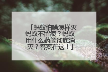 蚂蚁怕啥怎样灭蚂蚁不留痕？蚂蚁用什么药能彻底消灭？答案在这！