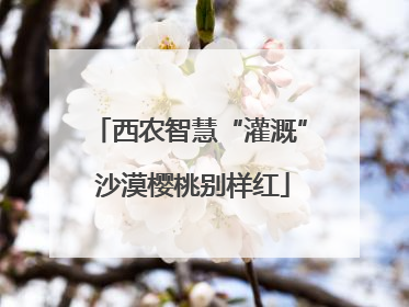 西农智慧“灌溉” 沙漠樱桃别样红