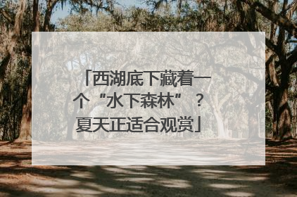 西湖底下藏着一个“水下森林”？夏天正适合观赏