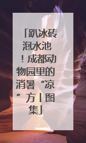 趴冰砖 泡水池！成都动物园里的消暑“凉”方丨图集