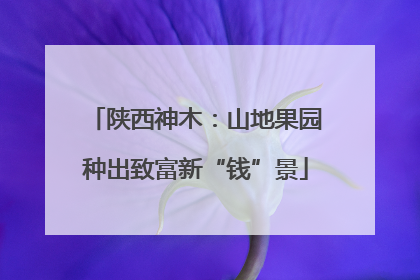 陕西神木：山地果园种出致富新“钱”景