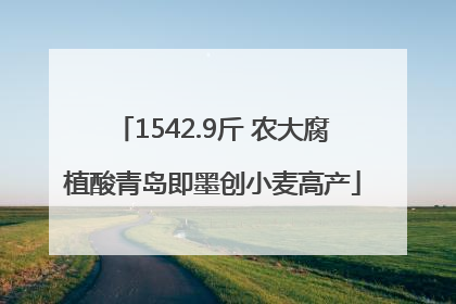 1542.9斤 农大腐植酸青岛即墨创小麦高产