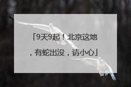 9天9起！北京这地，有蛇出没，请小心